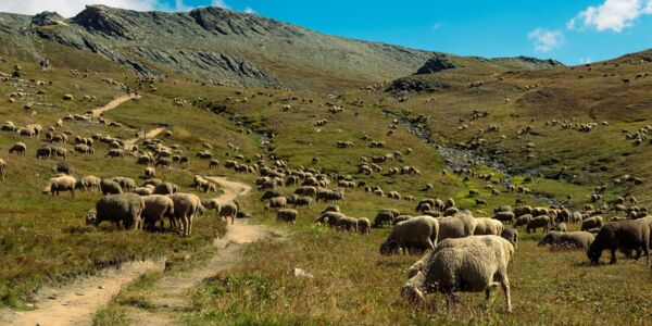 Moutons qui pâturent en pleine montagne
