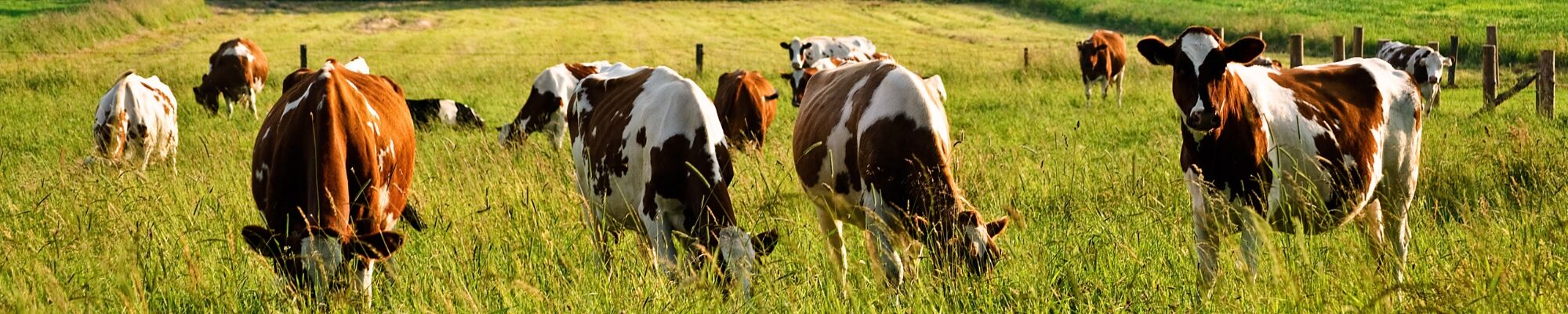 Vaches qui pâturent dans une prairie