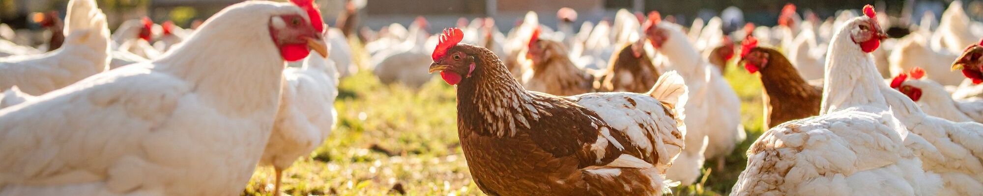 Poules d'élevage en plein air