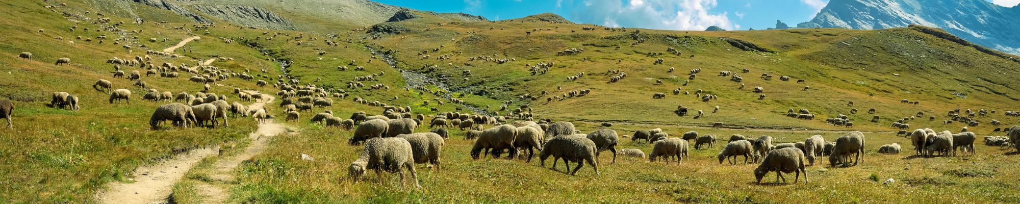 Moutons qui pâturent en pleine montagne