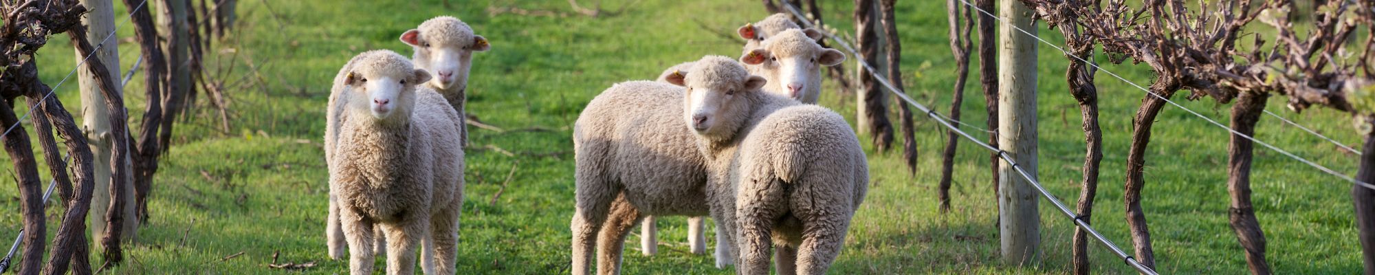 Moutons qui pâturent dans les vignes