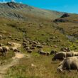 Moutons qui pâturent en pleine montagne